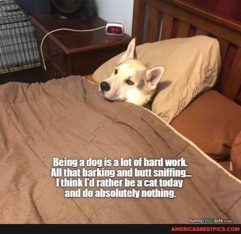 Being a dog isa {ot of hard work.
All that harking and butt sniffing...
I think f'd rather te a cat today and do absolutely nothing.