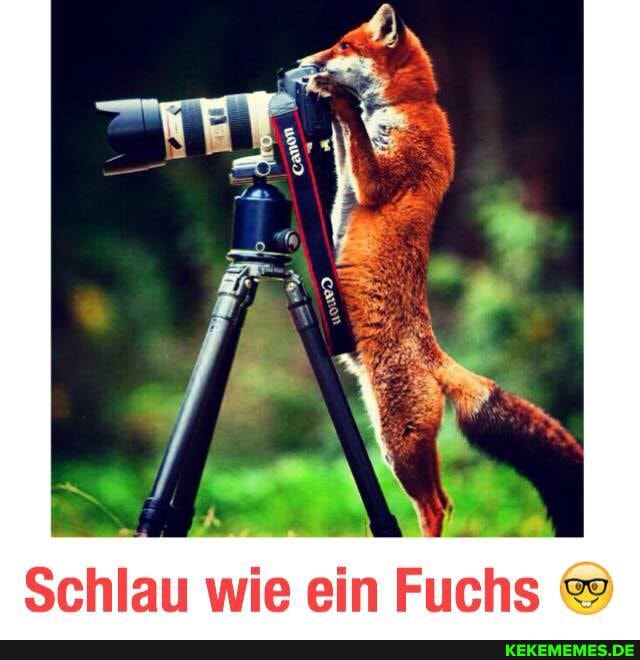 Schlau wie ein Fuchs