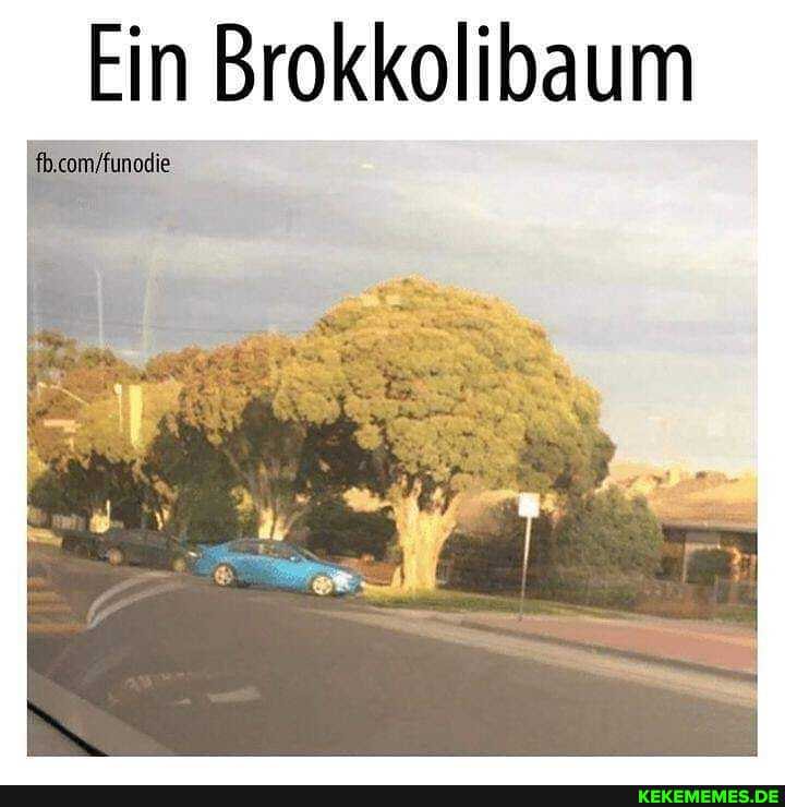 Ein Brokkolibaum