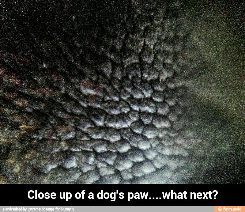Close up of a dog's paw....what next? - Close up of a dog's paw....what next?