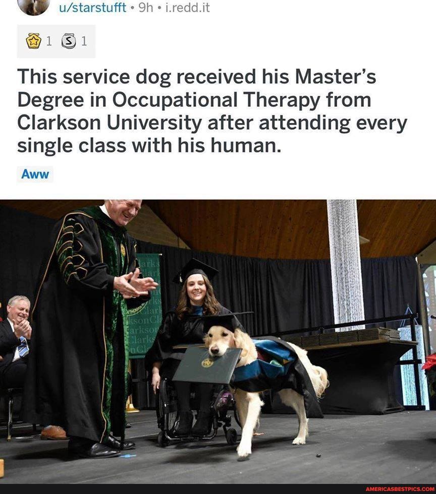 i.redd.it
This service dog received his Master's
Degree in Occupational Therapy from
Clarkson University after attending every single class with his human.