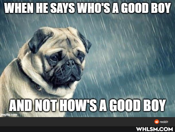 WHEN HE SAYS WHO'S A GOOD BOY
_AND NOT HOW'S A GOOD BOY