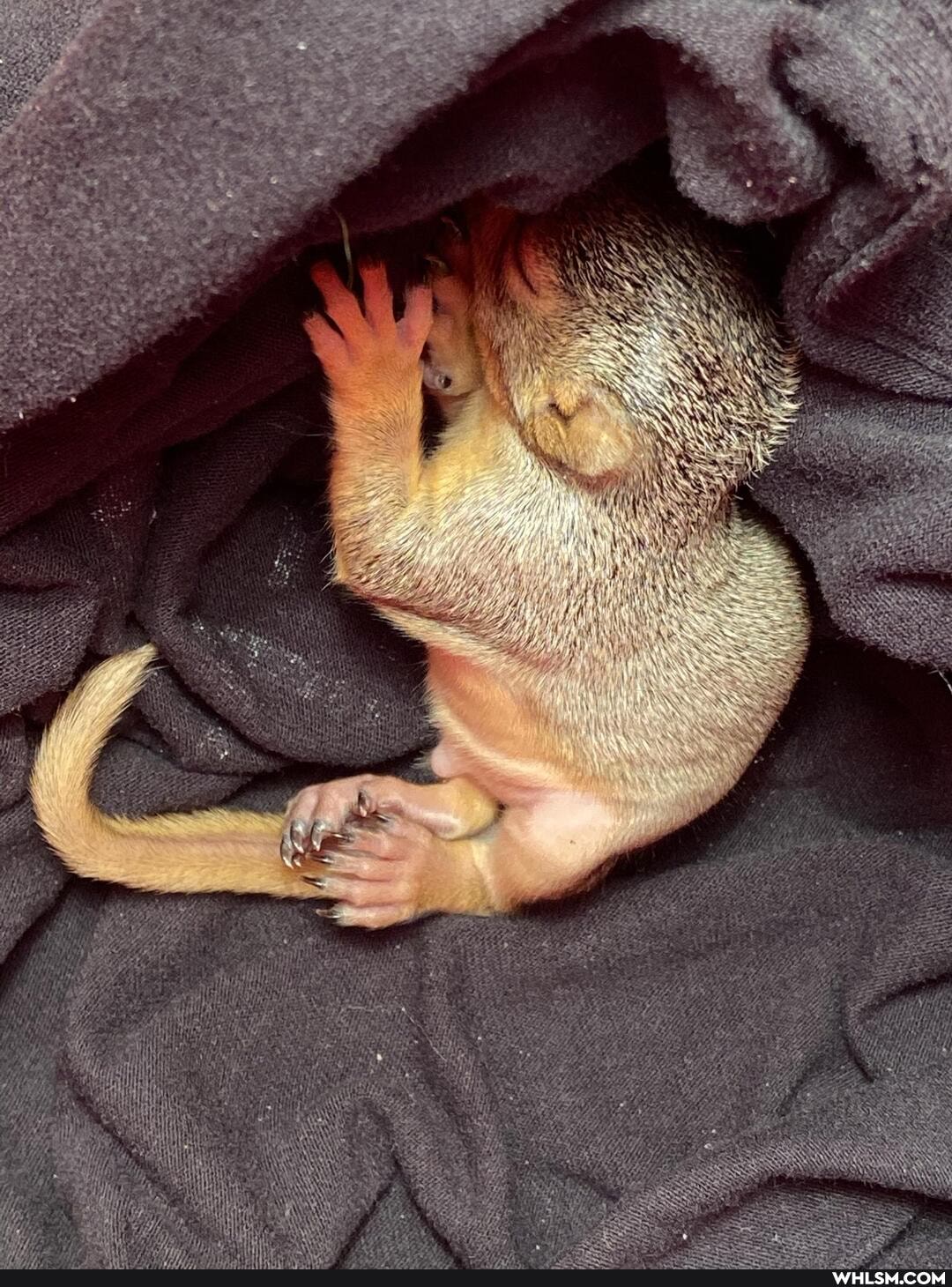 baby_animals, argus, squirrel, goodvibes, karma