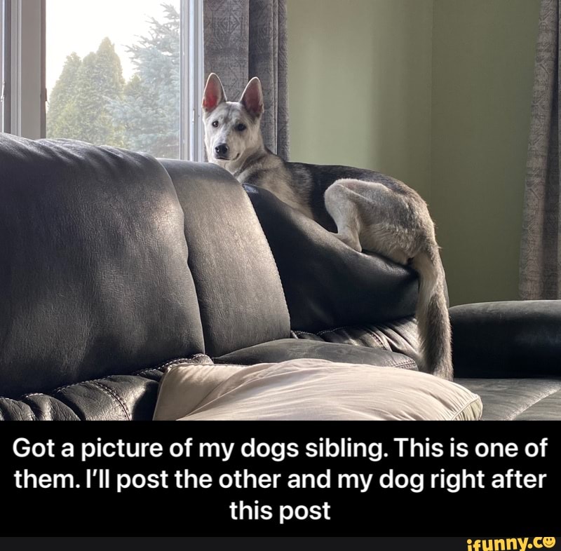 Got a picture of my dogs sibling. This is one of them. I'll post the other and my dog right after this post - Got a picture of my dogs sibling. This is one of them. I’ll post the other and my dog right after this post