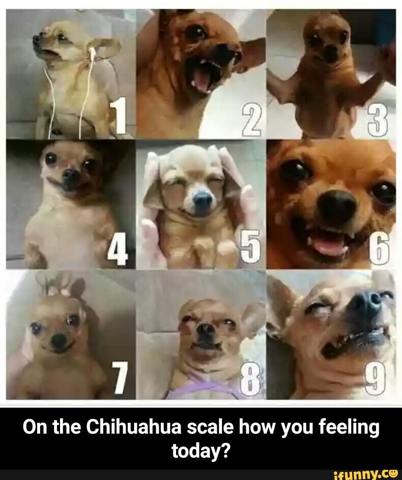On The Chihuahua Scale How You Feeling Today On The Chihuahua Scale How You Feeling Today Ifunny