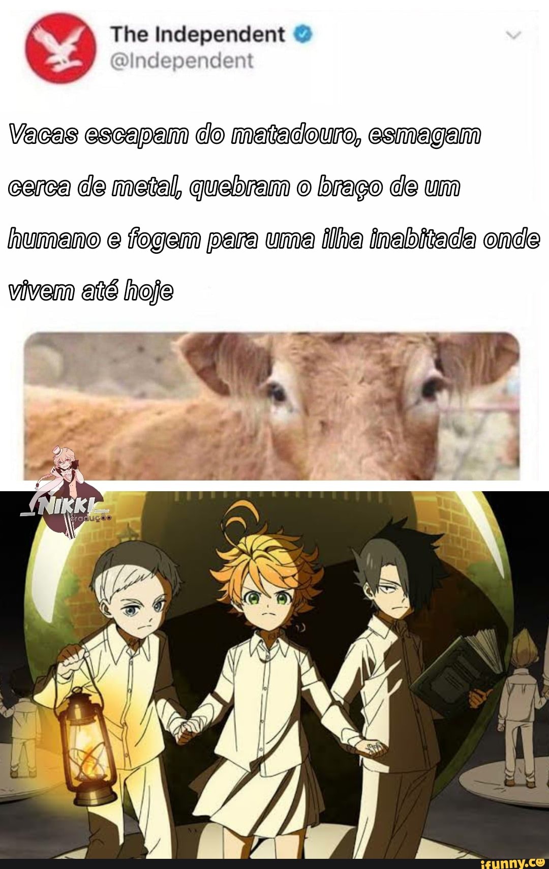 The Independent
Vacas escapam do matadouro, cesemagam carca de metal, quebram o braço de um humano e fogem para uma ilha inabitada onde vivem até hoje