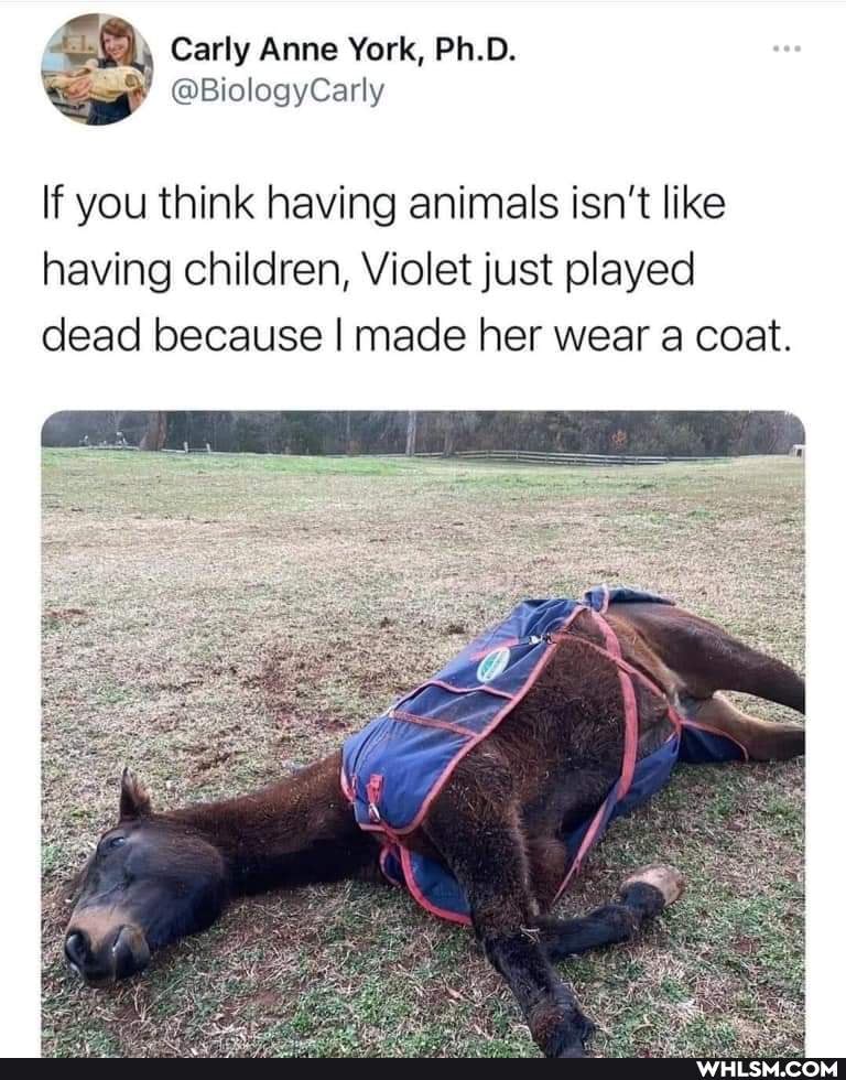 carly anne York, Ph.D.
If you think having animals isn't like having children, Violet just played dead because I made her wear a coat.