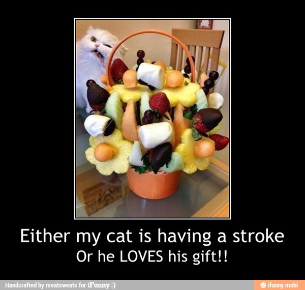 Either my cat is
shaving
a stroke
Or he LOVES his gift!! - Either my cat is having a stroke
Or he LOVES his gift!!