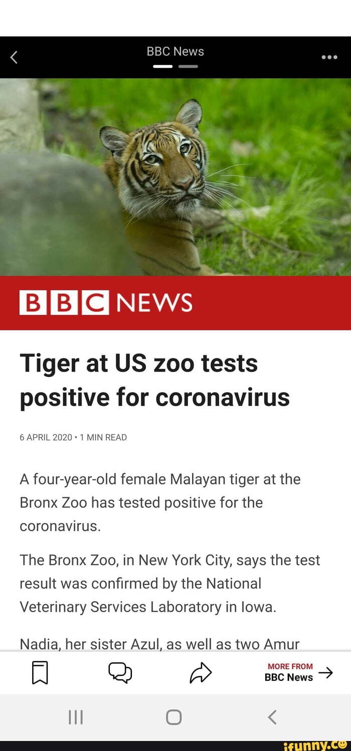Tiger at US zoo tests
positive for coronavirus
6 APRIL 2020 1 MIN READ
A four-year-old female Malayan tiger at the
Bronx Zoo has tested positive for the
coronavirus.
The Bronx Zoo, in New York City, says the test
result was confirmed by the National
Veterinary Services Laboratory in lowa.
Nadia, her sister Azul, as well as two Amur
à Do AB amo