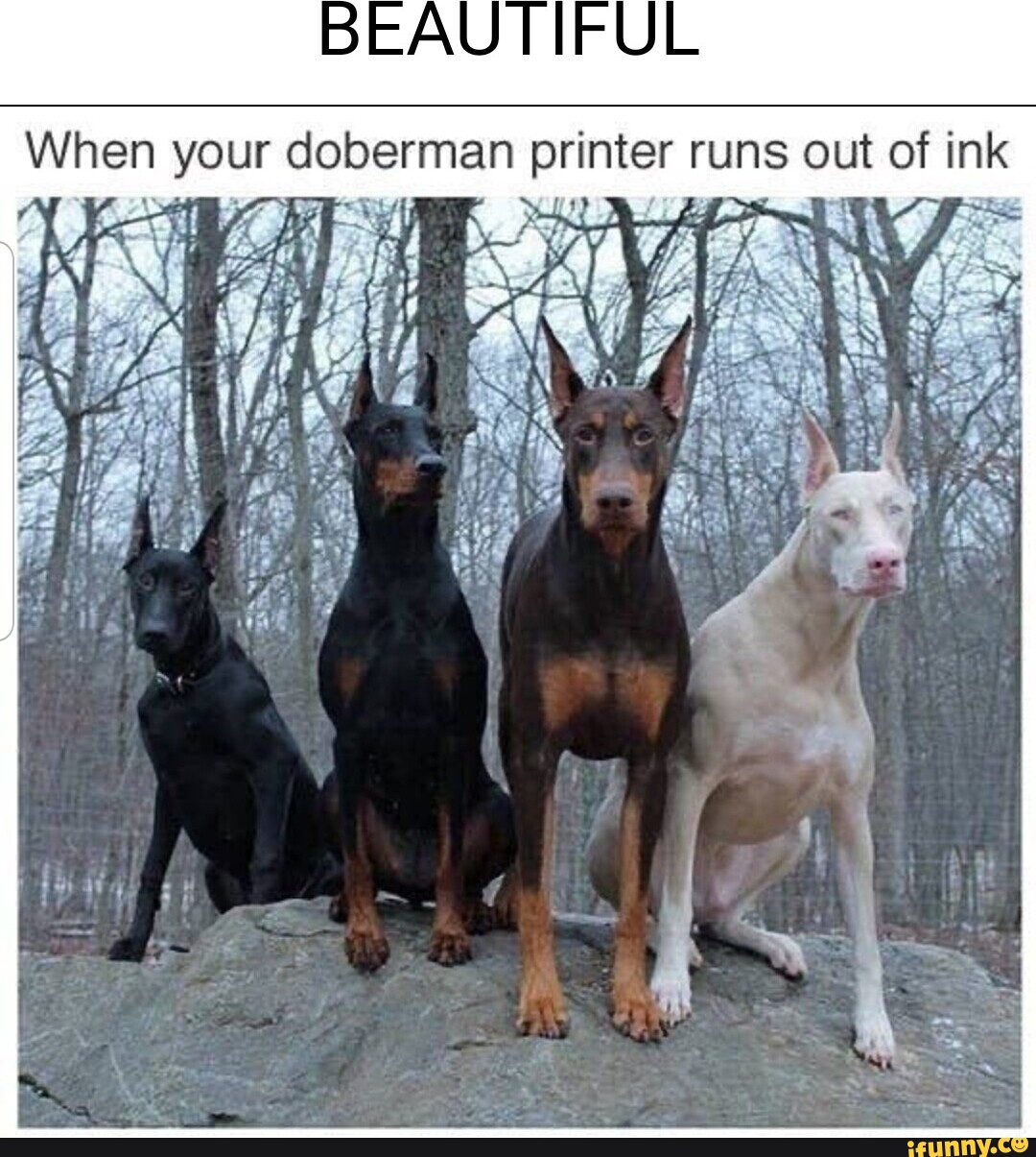 BEAUTIFUL When your doberman printer runs out of ink - iFunny