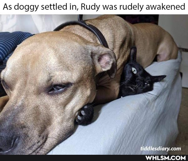 As doggy settled in, Rudy was rudely awakened